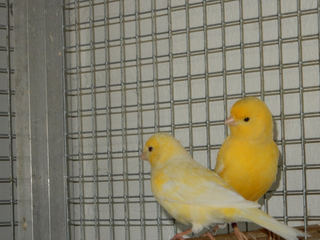 twee span kanaries., Dieren en Toebehoren, Meerdere dieren, Kleurkanarie