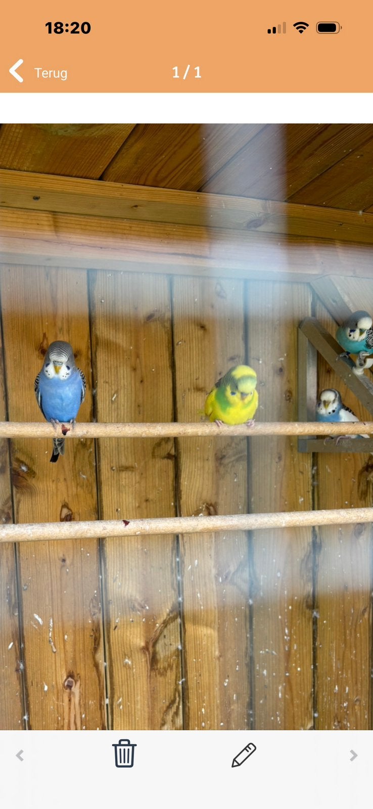 Parkieten, Dieren en Toebehoren, Meerdere dieren, Kleurkanarie