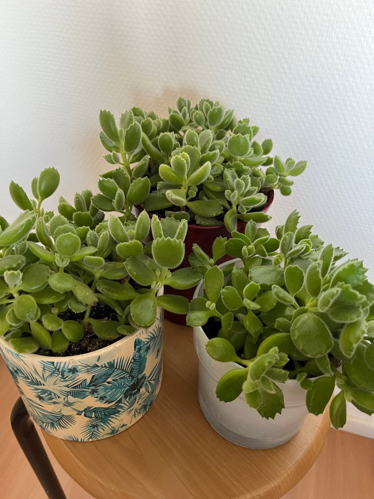 Cotyledon - vetplant, Vaste plant, Bloeit niet, Halfschaduw, Ophalen