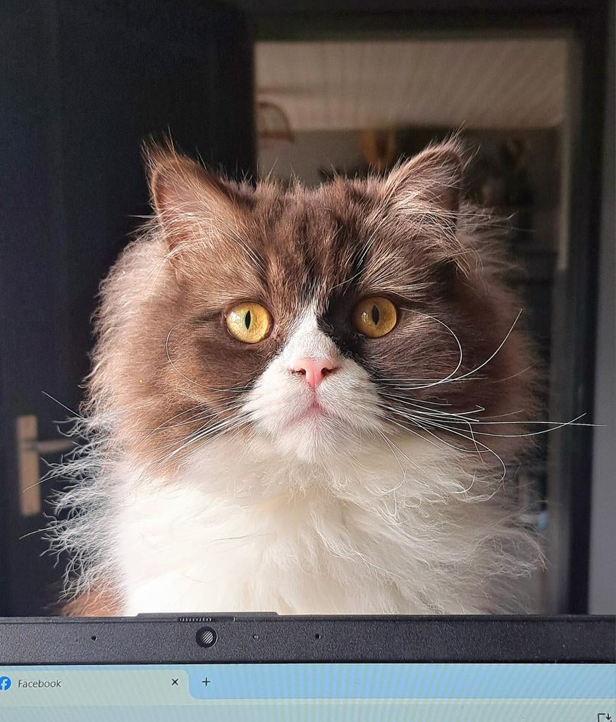 Chocolate Brits Langhaar katertje met stamboom/gecastreerd, Dieren en Toebehoren, Kater, Met stamboom, 0 tot 2 jaar