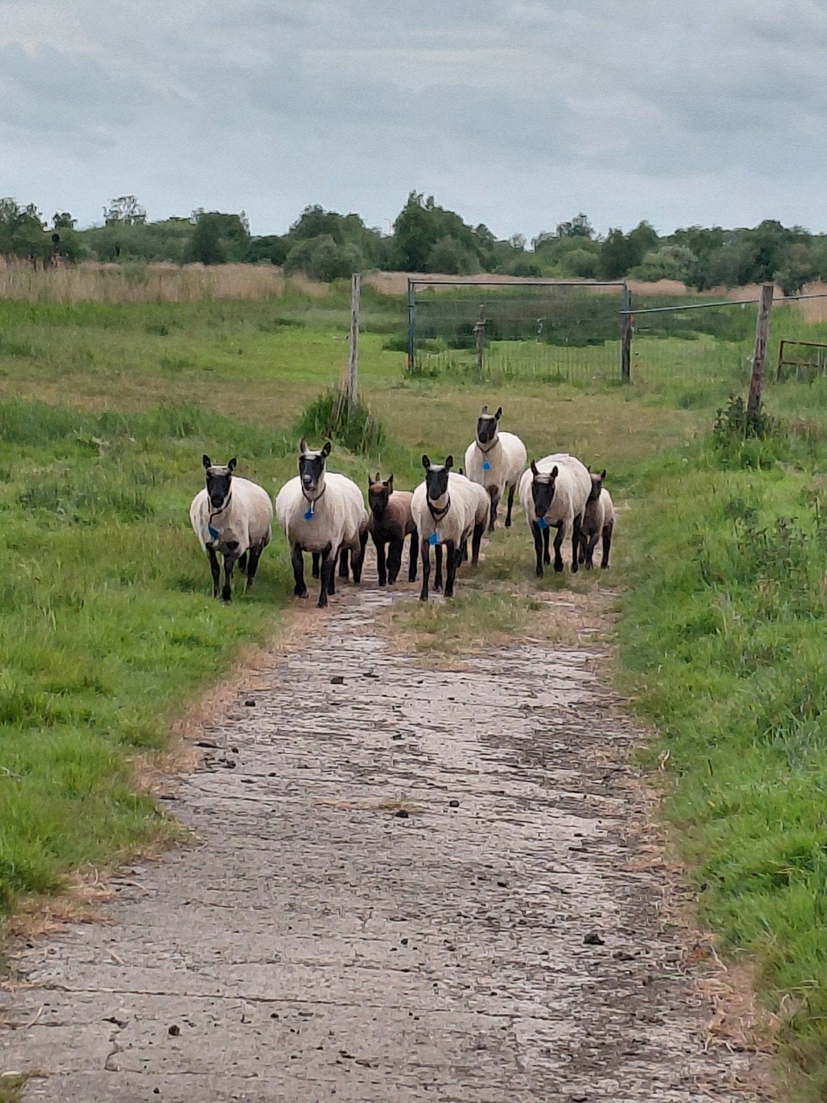 Clun Forest schapen en lammeren te koop. Dit ras lamt makkel, Vrouwelijk, Schaap, 0 tot 2 jaar