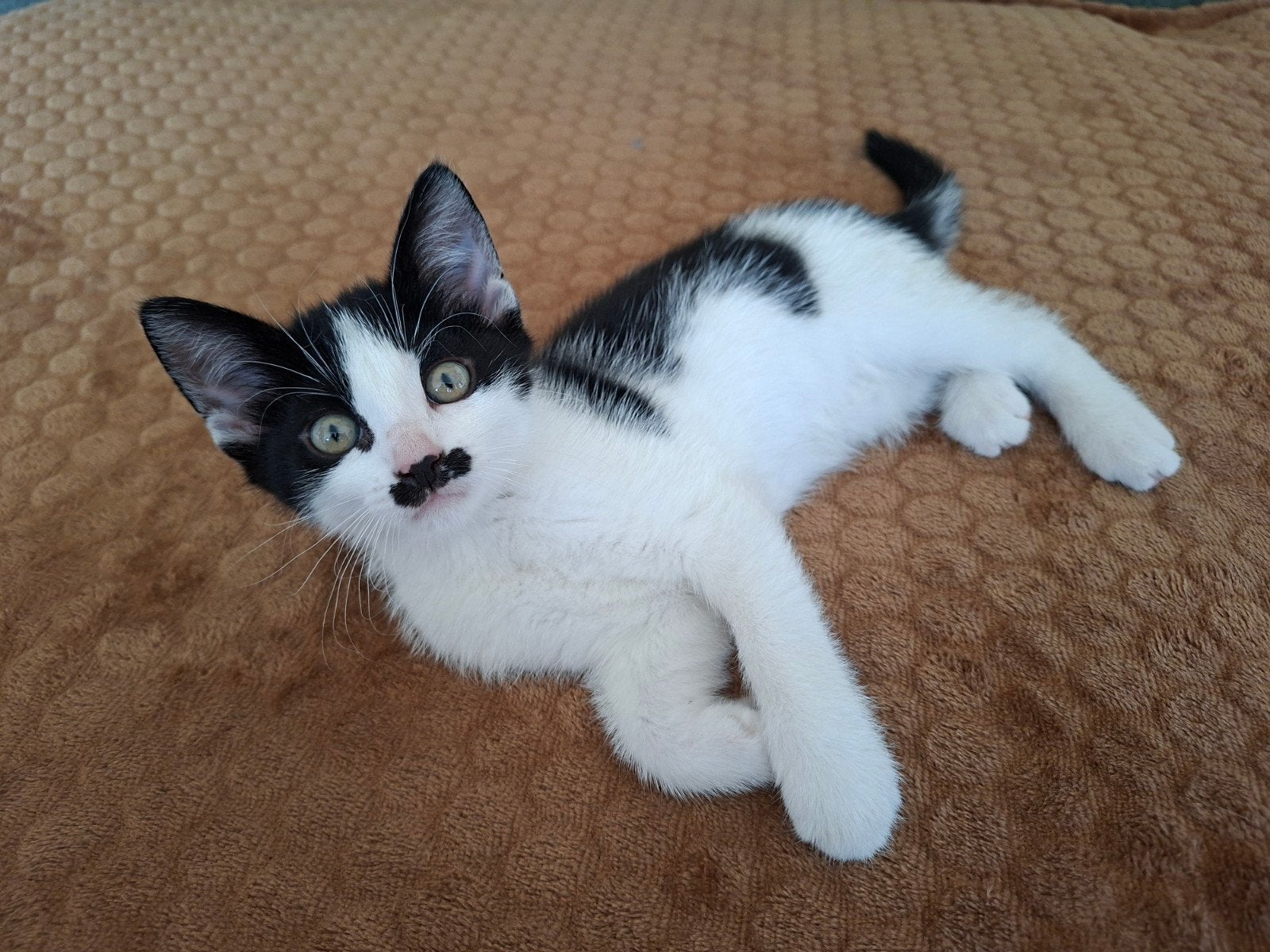 schattige kittens op zoek naar een huis, Dieren en Toebehoren, Katten en Kittens | Overige Katten, Poes