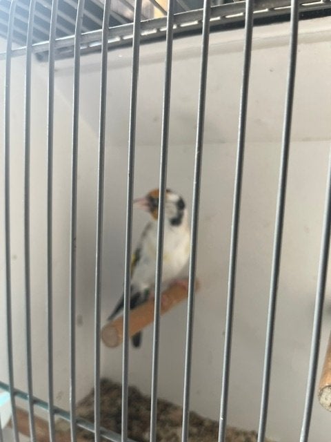 putters major, Dieren en Toebehoren, Meerdere dieren, Wildzangvogel, Geringd