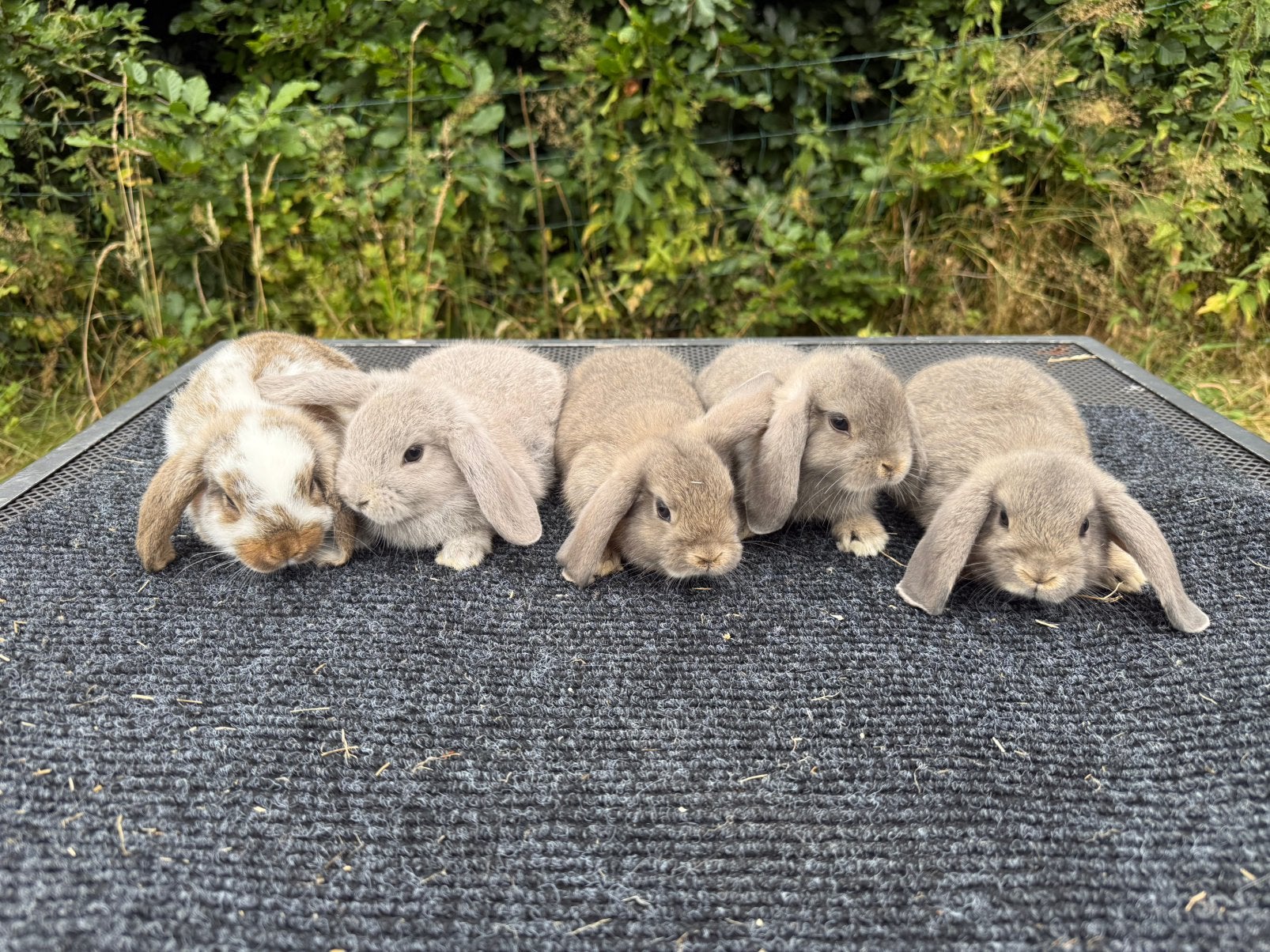 Lieve jonge hangoordwergen, Meerdere dieren, Dwerg, Hangoor
