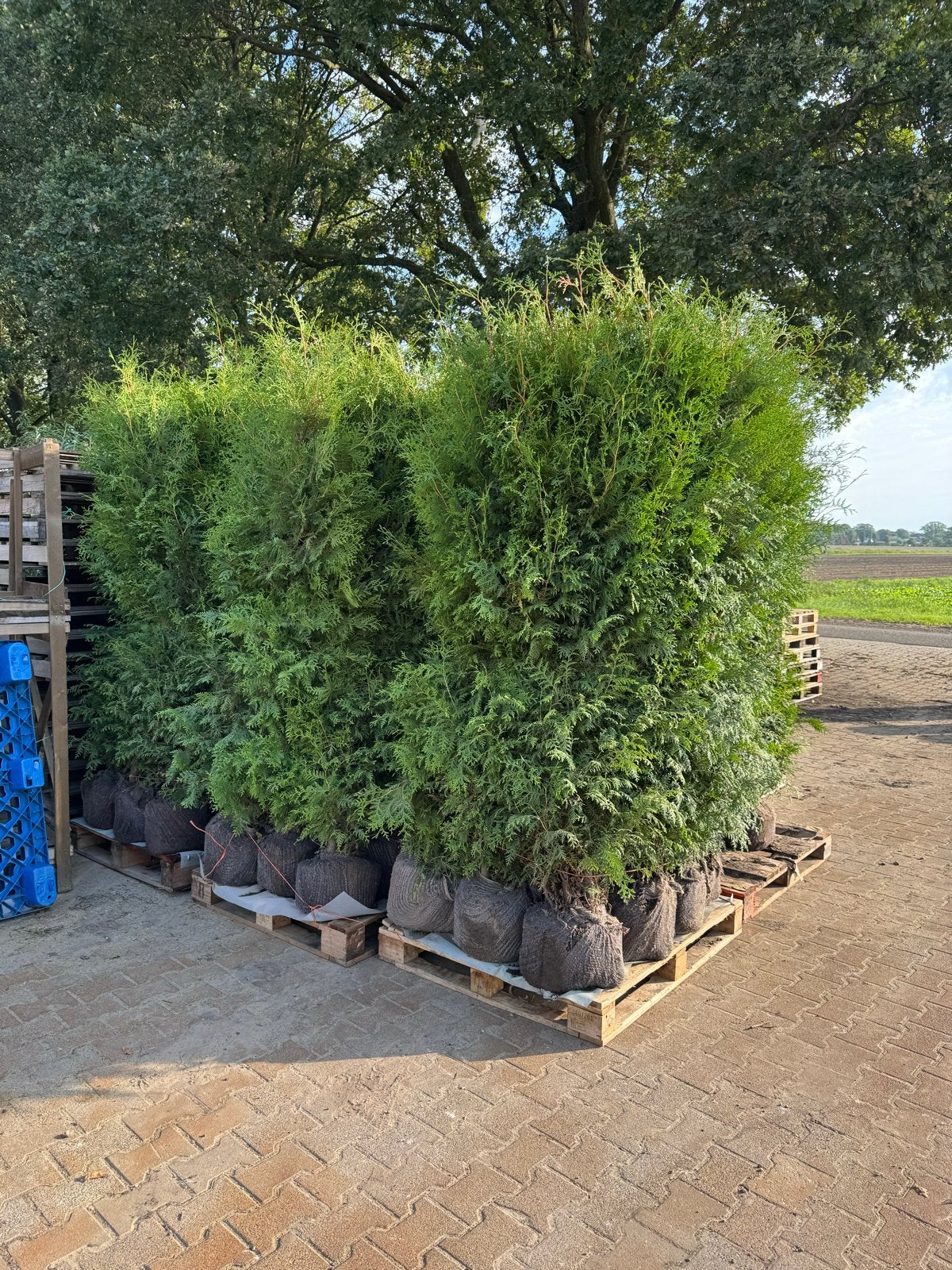 Thuja occidentalis 'Brabant' Haagconifeer - Diverse hoogtes, Ophalen, Conifeer, Struik, 100 tot 250 cm