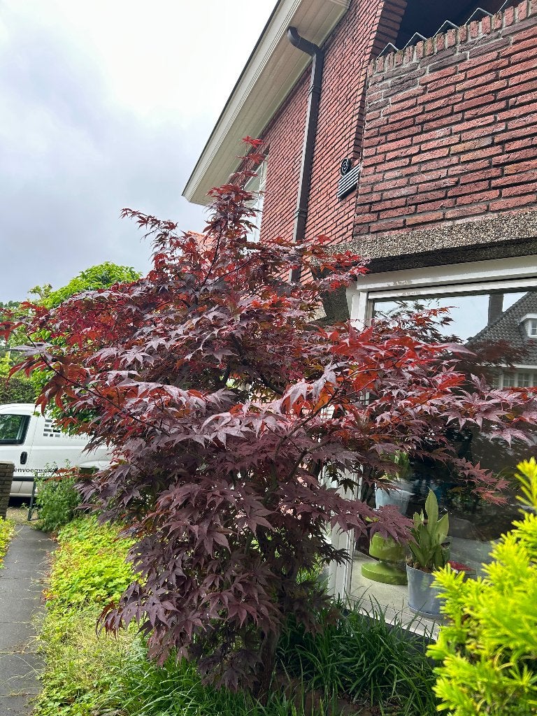 Japanse esdoorn 230 cm hoog 220 cm breed, Tuin en Terras, Planten | Bomen, Ophalen, Bloeit niet, Halfschaduw, Overige soorten
