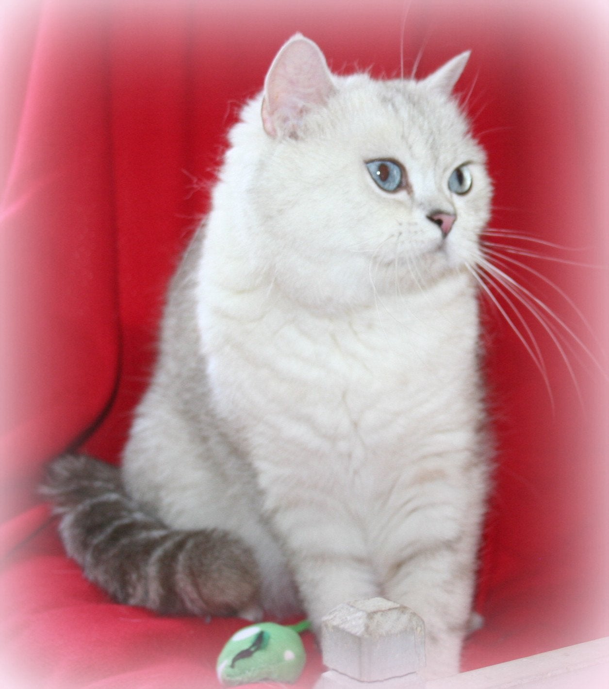 Britse korthaar poes, Poes, Gechipt, 6 jaar of ouder