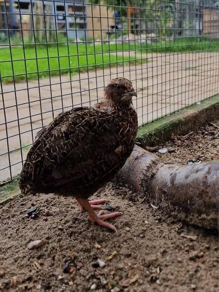 Kwartel, Dieren en Toebehoren, Pluimvee, Vrouwelijk, Overige soorten