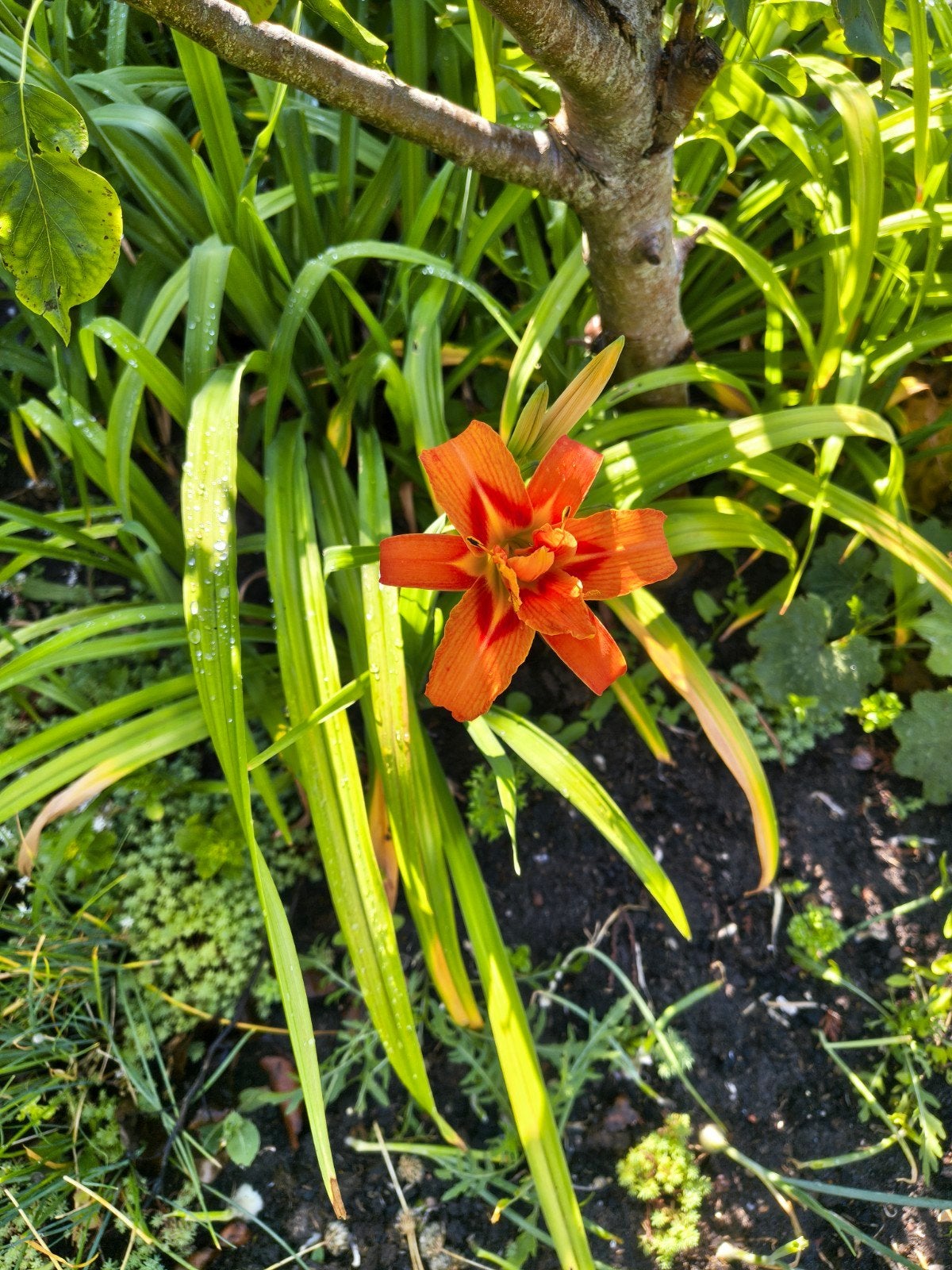 Wortelstok eendagslelie (Hemerocallis), Ophalen, Volle zon