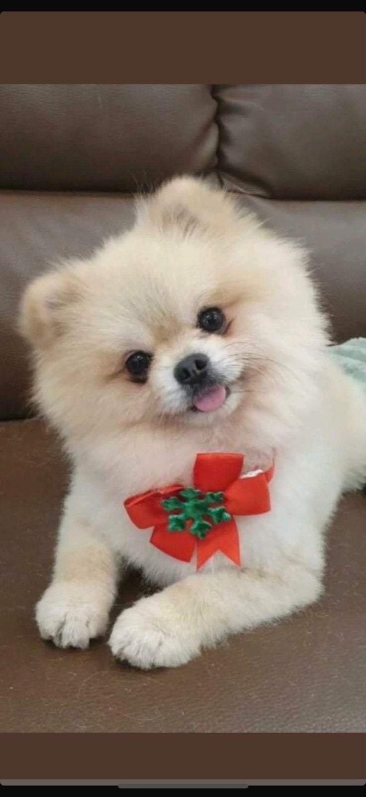 Pomchi pups, Dieren en Toebehoren, 8 tot 15 weken, Eén hond, Nederland, Fokker | Hobbymatig