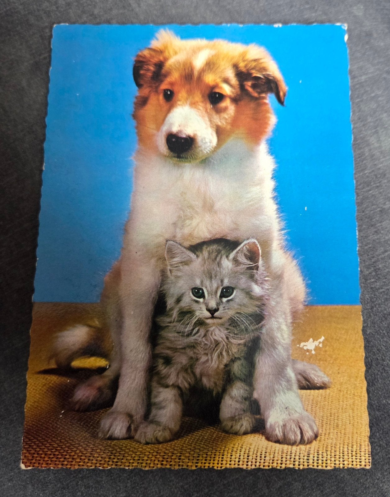 Vintage Ansichtkaart: Schattige Hond en Kat, Verzamelen, Verzenden, 1960 tot 1980, Gelopen, Hond of Kat
