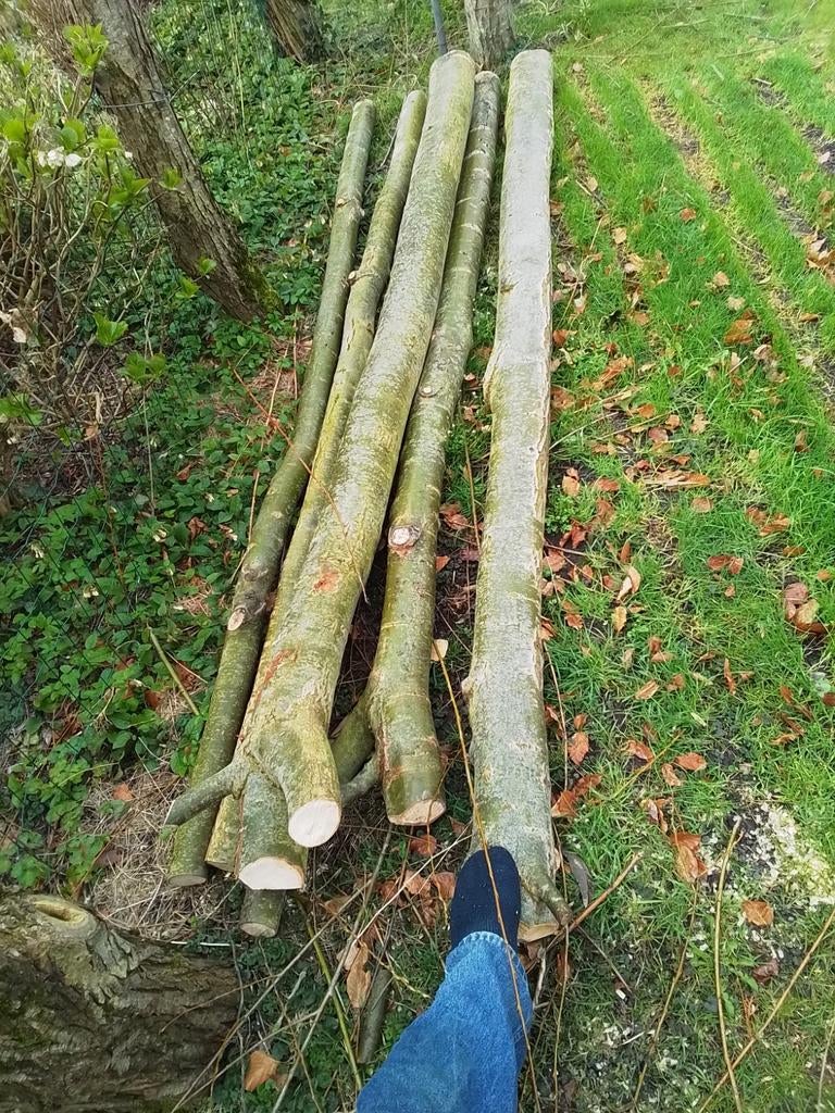 Knotwilgstaken  groot en klein, Ophalen, Volle zon, Overige soorten, Minder dan 100 cm