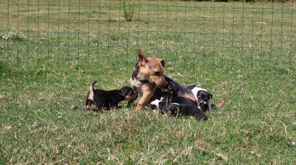 Wij hebben hele knappe jack russel pups te koop, Dieren en Toebehoren, Honden | Jack Russells en Terriërs, Parvo, Nederland, Jack Russell Terriër