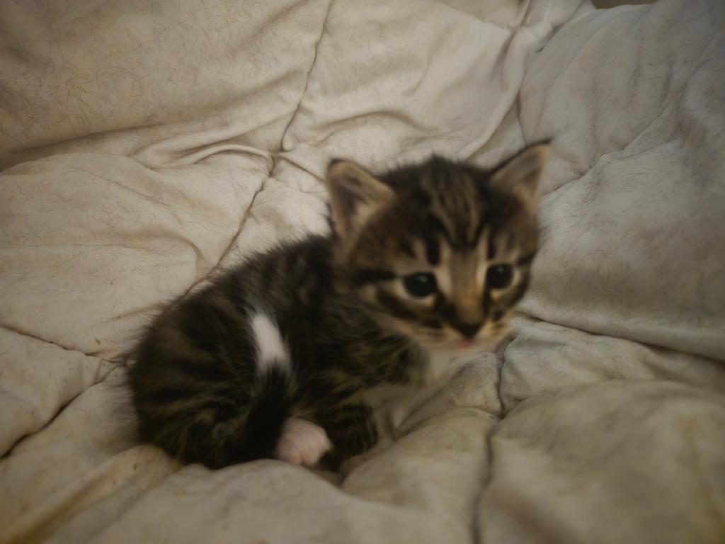 Te koop mooie cyperse kitten, Dieren en Toebehoren, Katten en Kittens | Overige Katten, Poes