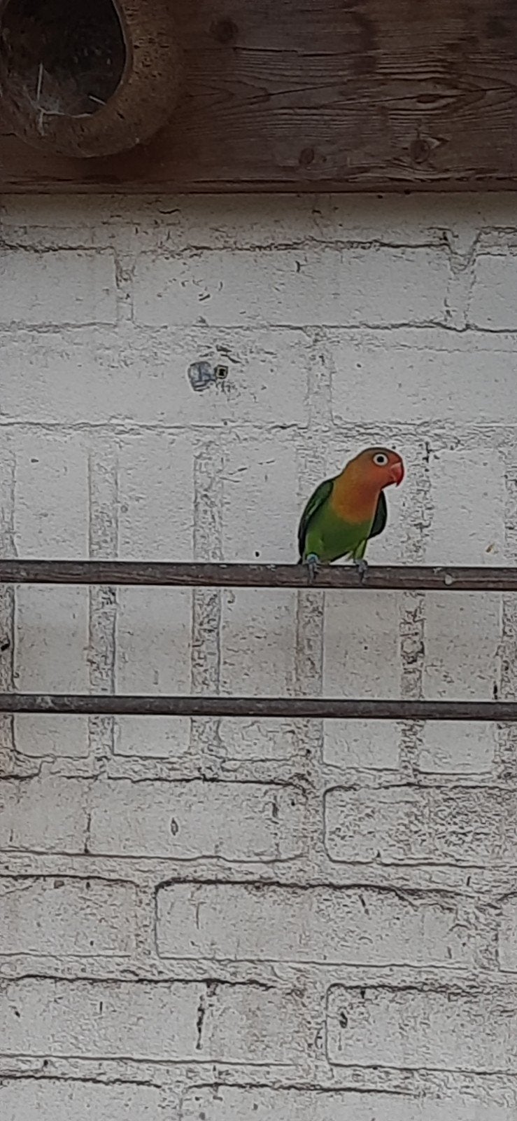 2 dwergpapagaaien van Februari 2026, Dieren en Toebehoren, Geslacht onbekend, Dwergpapegaai of Agapornis