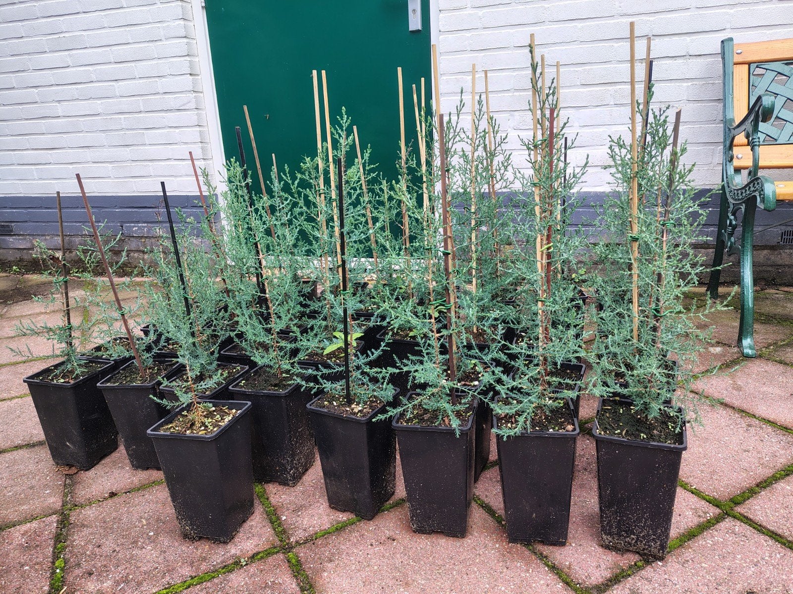 Cypressus Arizonica Glauca, Blauwe Cipres 50-60 cm, 35 stuks, Tuin en Terras, Overige soorten, Volle zon, Vaste plant, Ophalen of Verzenden