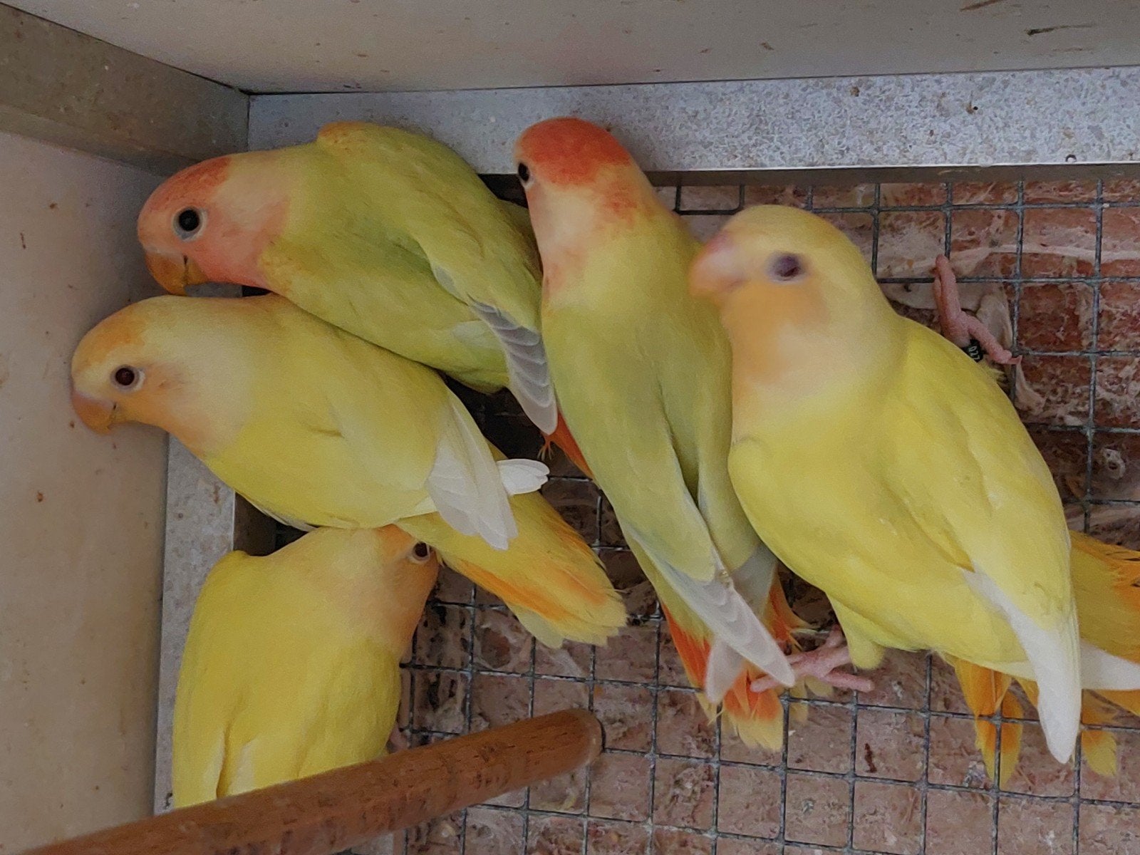 Agapornis roseicollis om tam te maken, Geslacht onbekend, Geringd