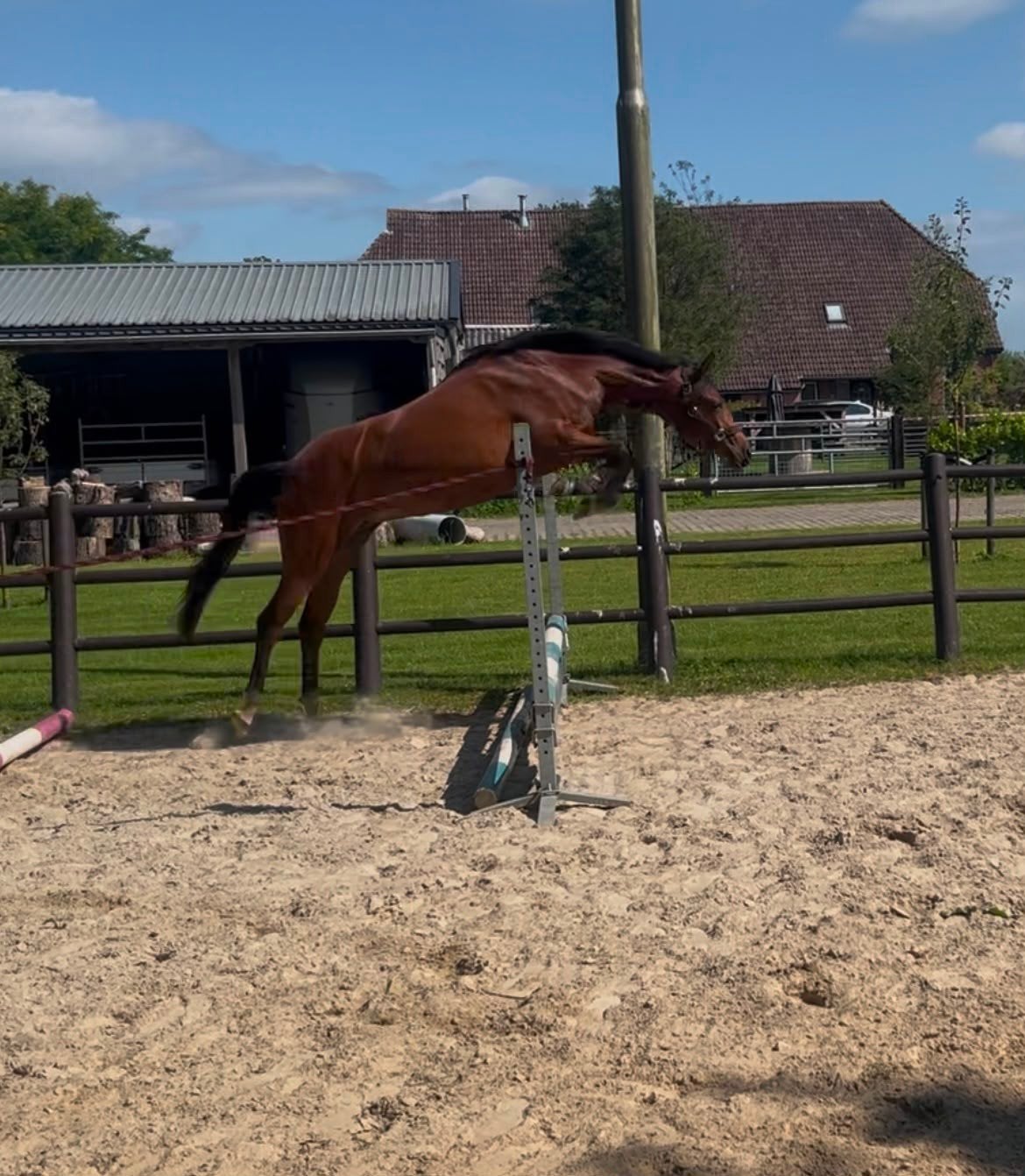 Aangeboden lieve 3 jarige e pony welsh., Met stamboom, Zadelmak, 3 tot 6 jaar, Merrie