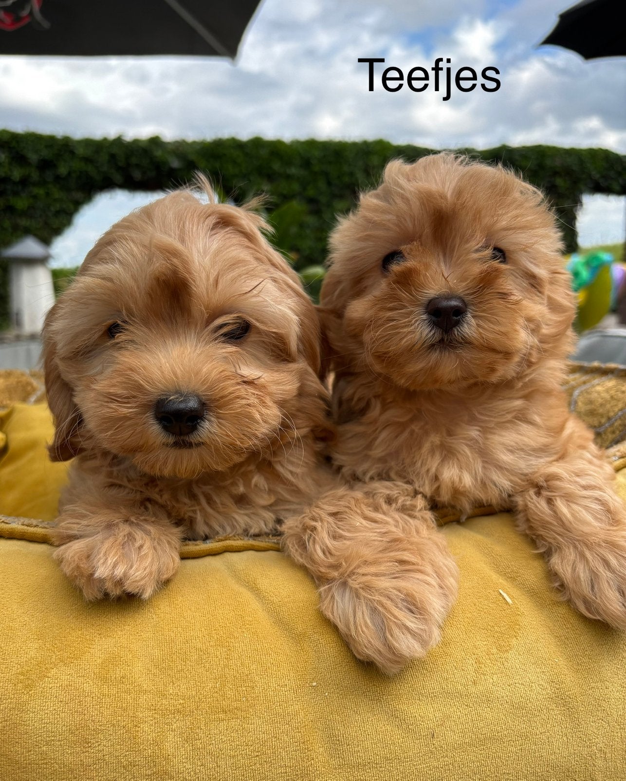 Boomer x labradoodle mini pups, Dieren en Toebehoren, Nederland, Overige rassen, 8 tot 15 weken, Meerdere