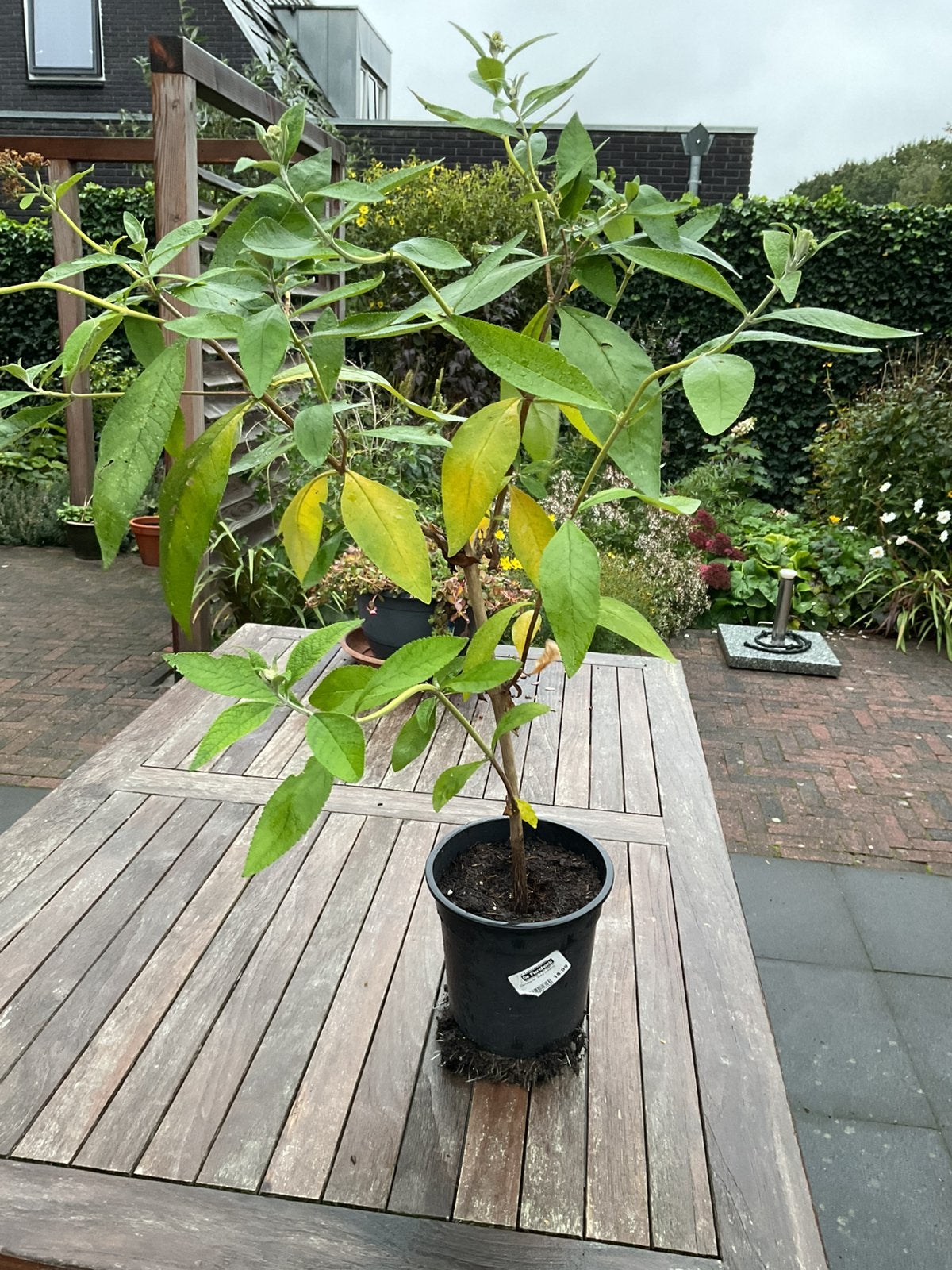 Budleya Sungold, gele vlinderstruik, Overige soorten, 100 tot 250 cm, Zomer, Ophalen