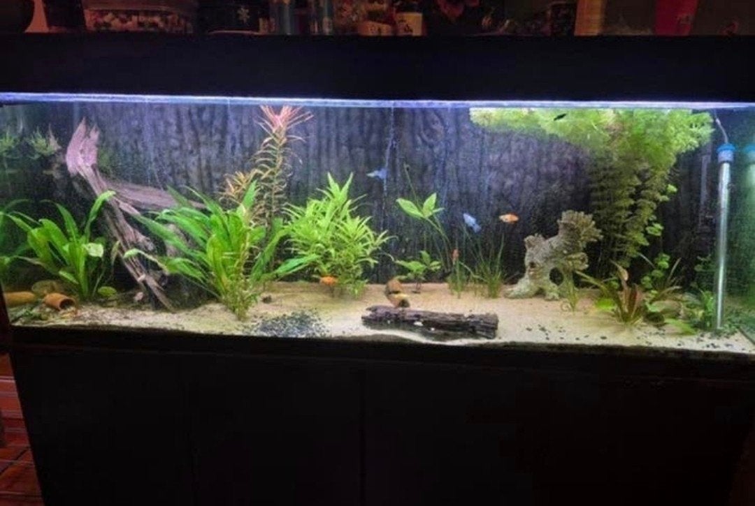 Uniek 180cm aquarium bolle hoeken, Dieren en Toebehoren, Vissen | Aquaria en Toebehoren, Ophalen, Plant(en), Steen of Hout