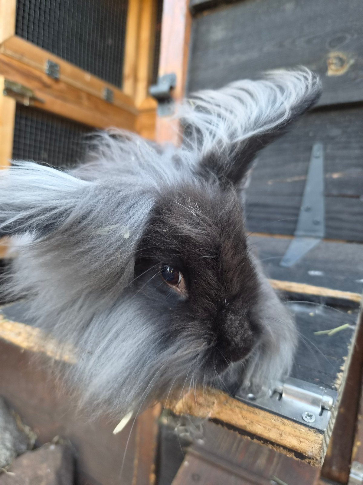 leeuwenkop vrouw 11 weken, Dieren en Toebehoren, Konijnen, Vrouwelijk