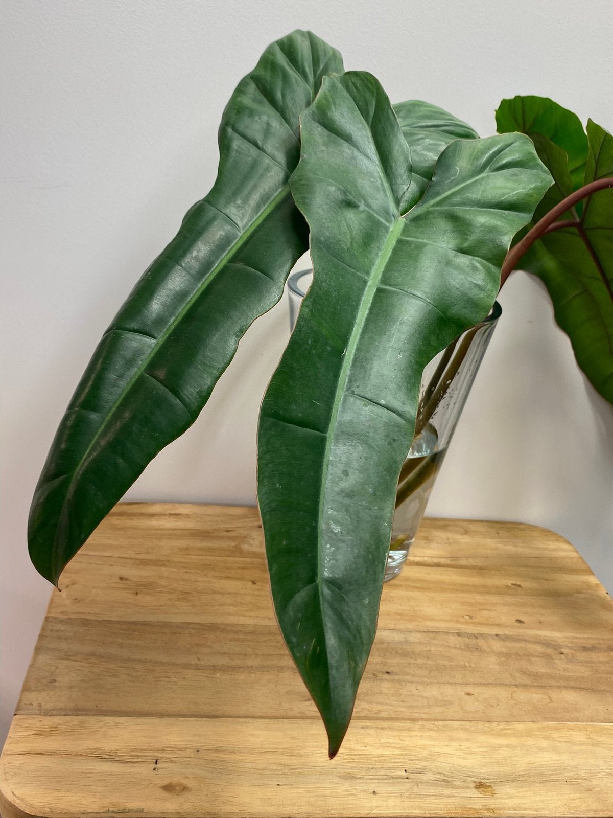 Philodendron Florida Beauty x Billietiae Kopstek Reverted, Huis en Inrichting, Kamerplanten, Ophalen of Verzenden, Halfschaduw