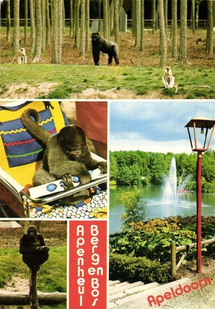Apenheul Berg en Bos, Apeldoorn - 4 afb. apen - gelopen, Verzamelen, Ansichtkaarten | Nederland, Ophalen of Verzenden, 1960 tot 1980