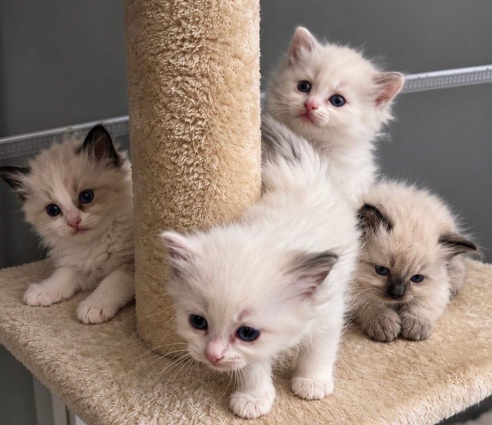 Prachtige Ragdoll kittens met stamboom uit geteste ouders!, Meerdere dieren, Langharig, 0 tot 2 jaar