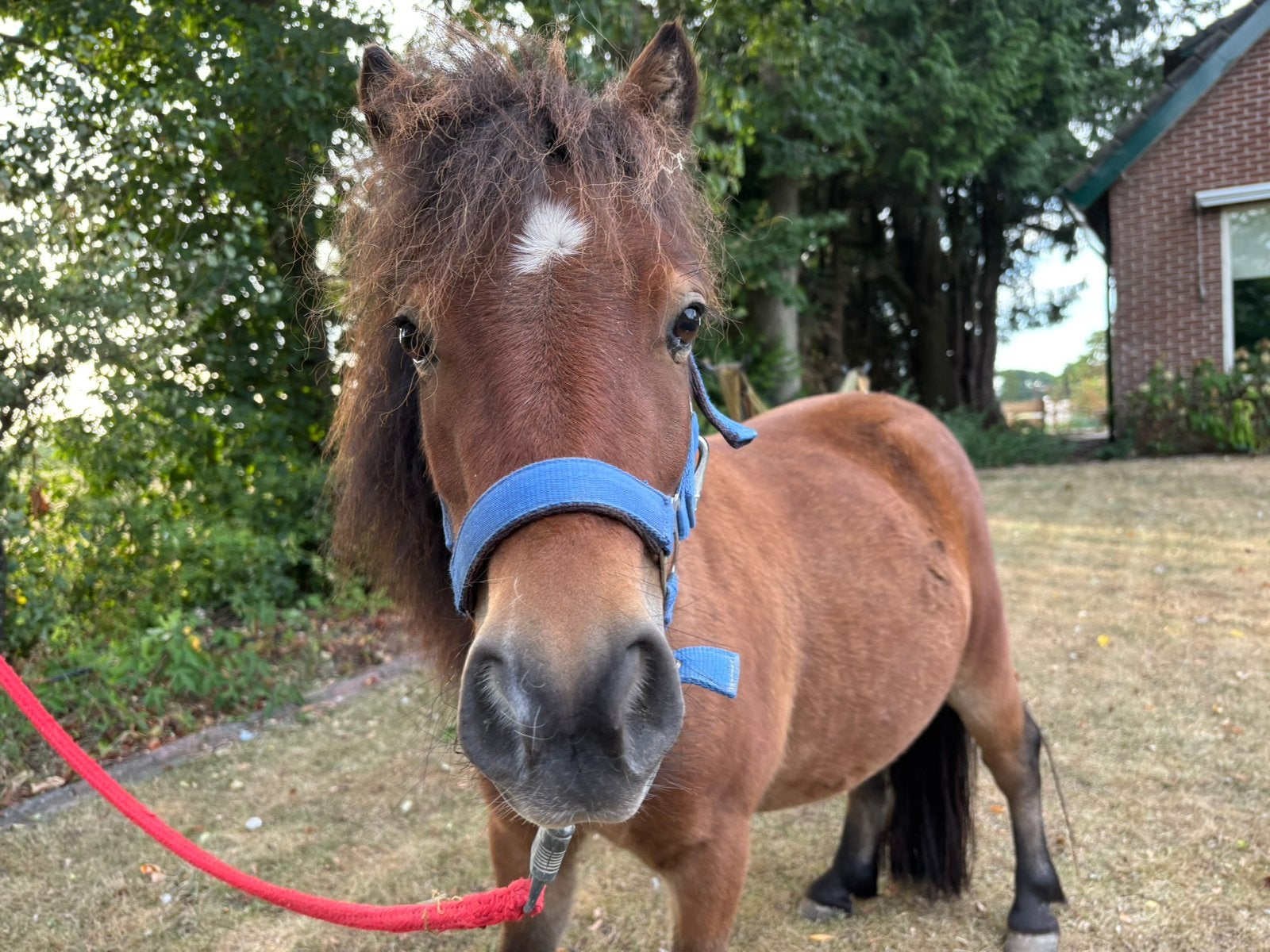 Mini shetlander ruin 5 jaar (ronnie), Dieren en Toebehoren, Pony's, Ruin