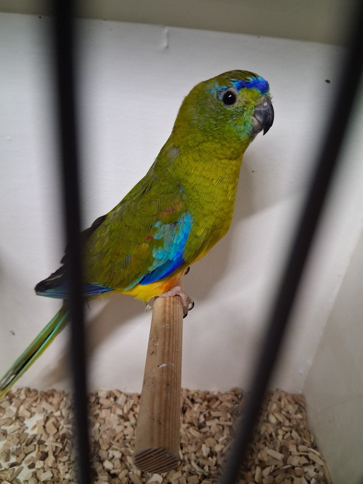 kruizing turquasine x elegant, Mannelijk, Parkiet