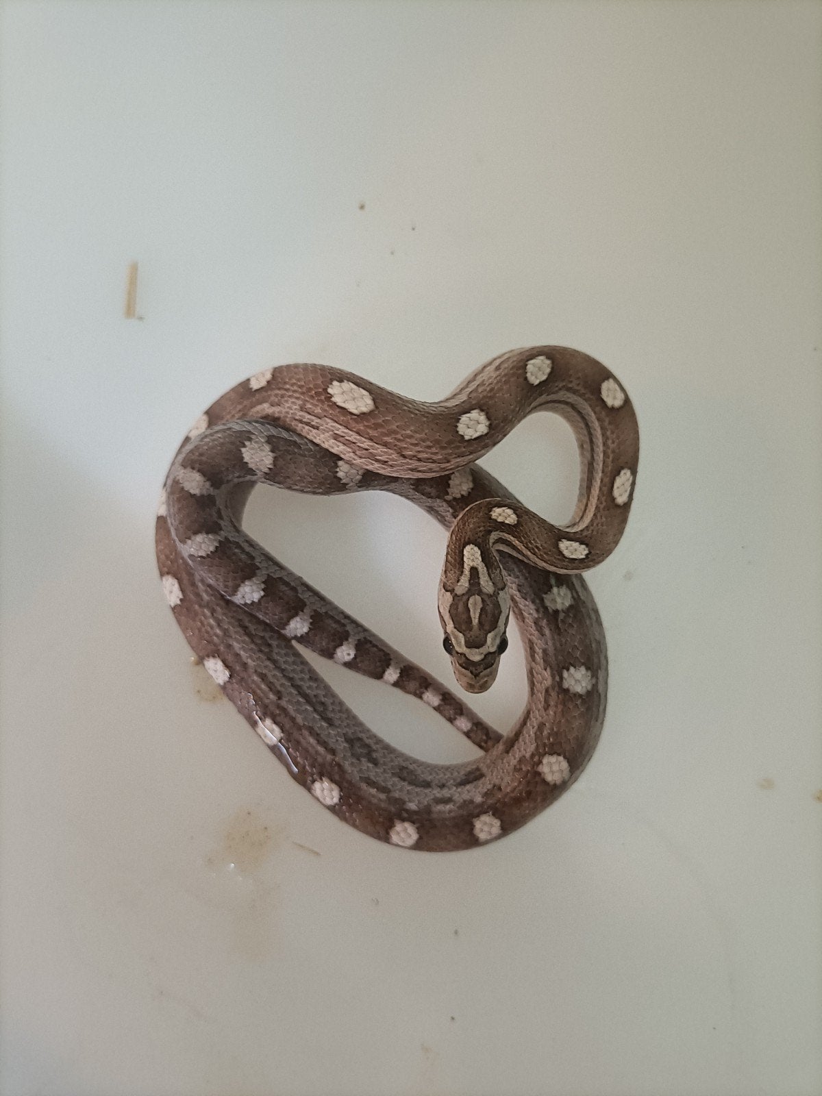 jonge rattenslangen Rat Snake photo 5