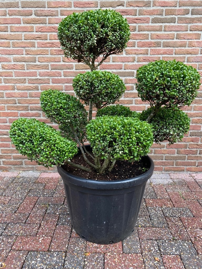 Illex Crenata Green Hedge Japanse Hulst vormsnoei, Halfschaduw, Overige soorten, 100 tot 250 cm, Zomer