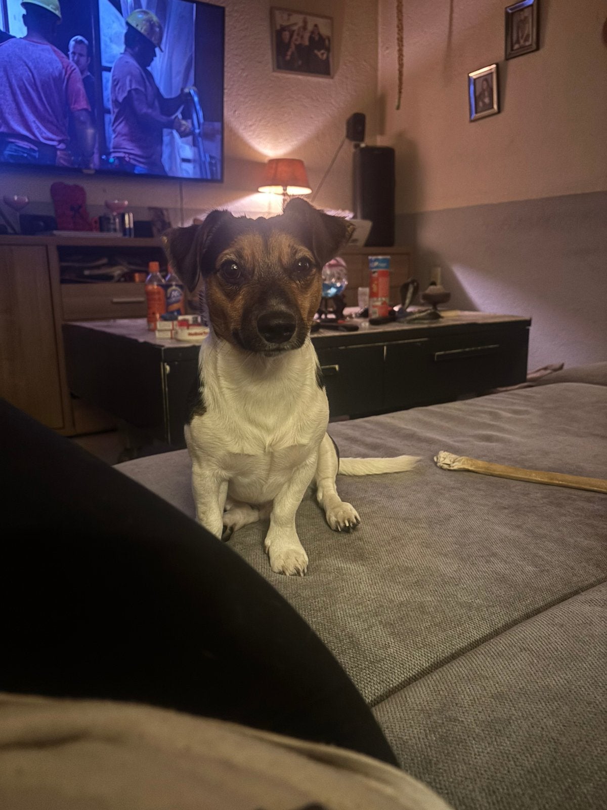 Lieve Jackrussel zoekt een nieuw plekje, CDV (hondenziekte), 1 tot 2 jaar, Eén hond, Nederland