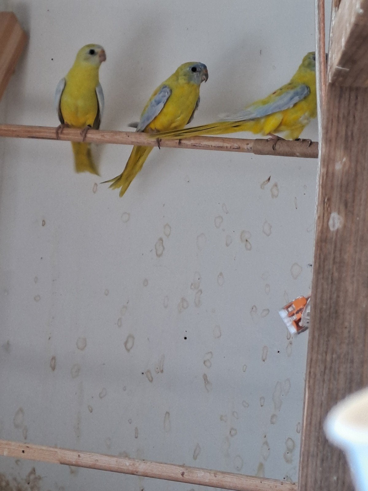 turquoisine, Meerdere dieren, Parkiet, Geringd