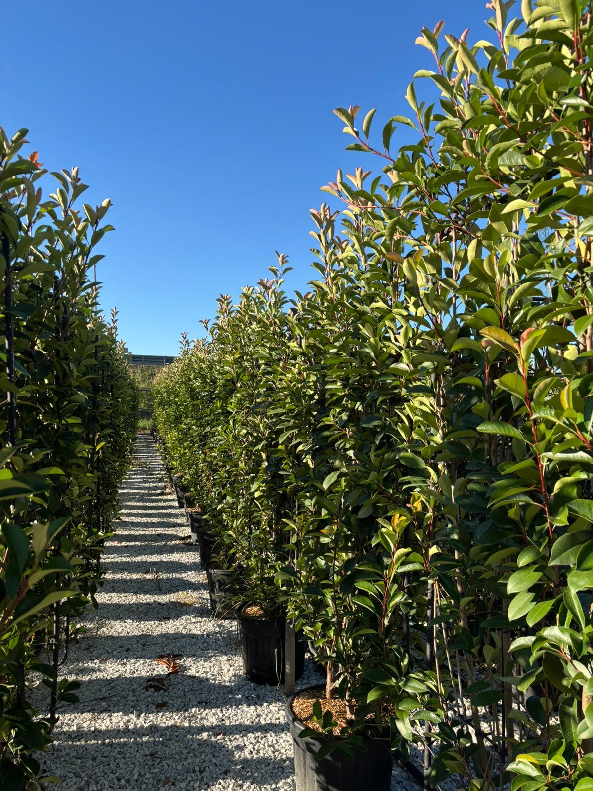 Photinia  fraseri ‘Red Robin’ – Lei haag, Verzenden, Overige soorten, Haag, 100 tot 250 cm