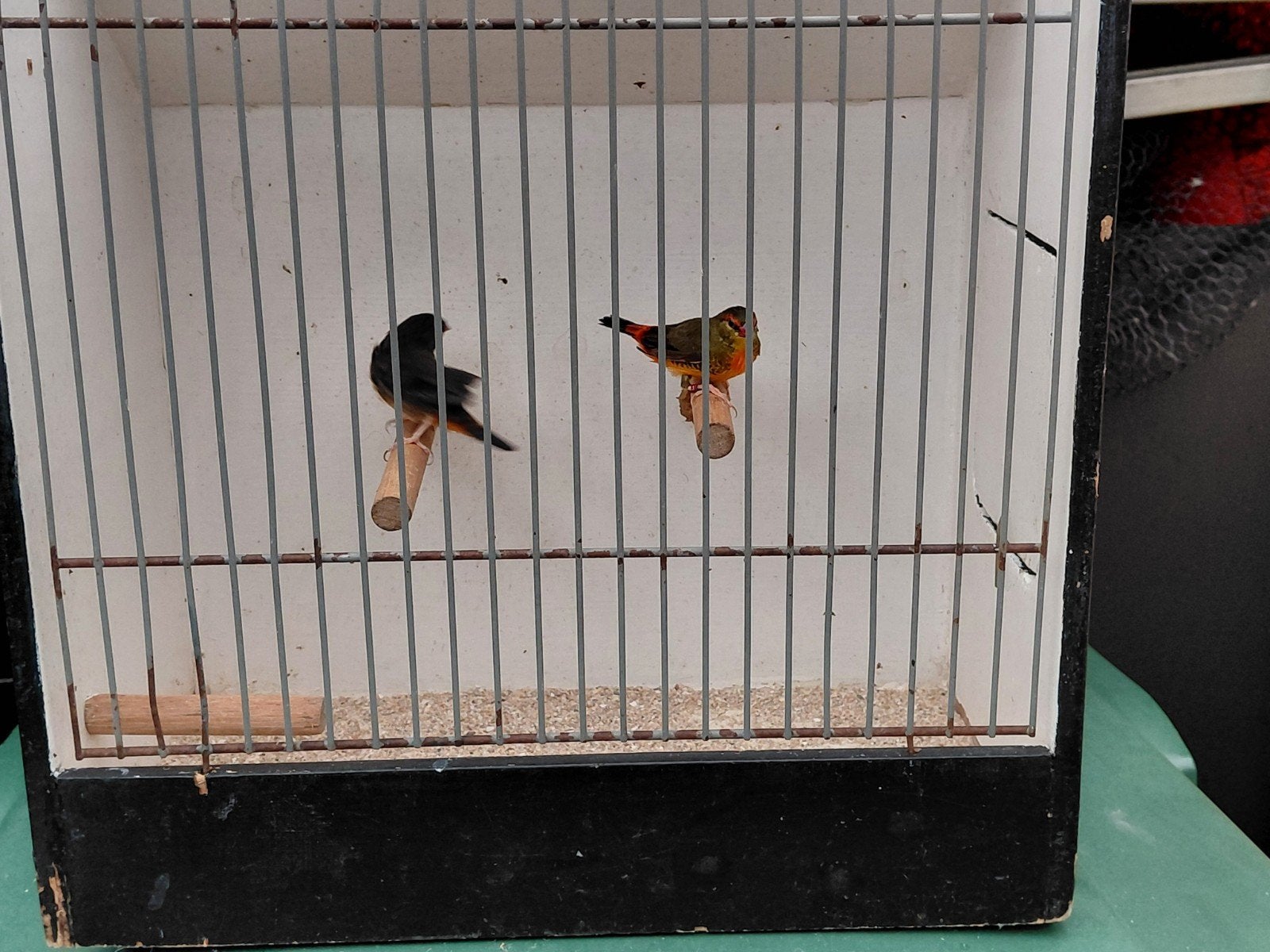 goudbuik koppel, Meerdere dieren