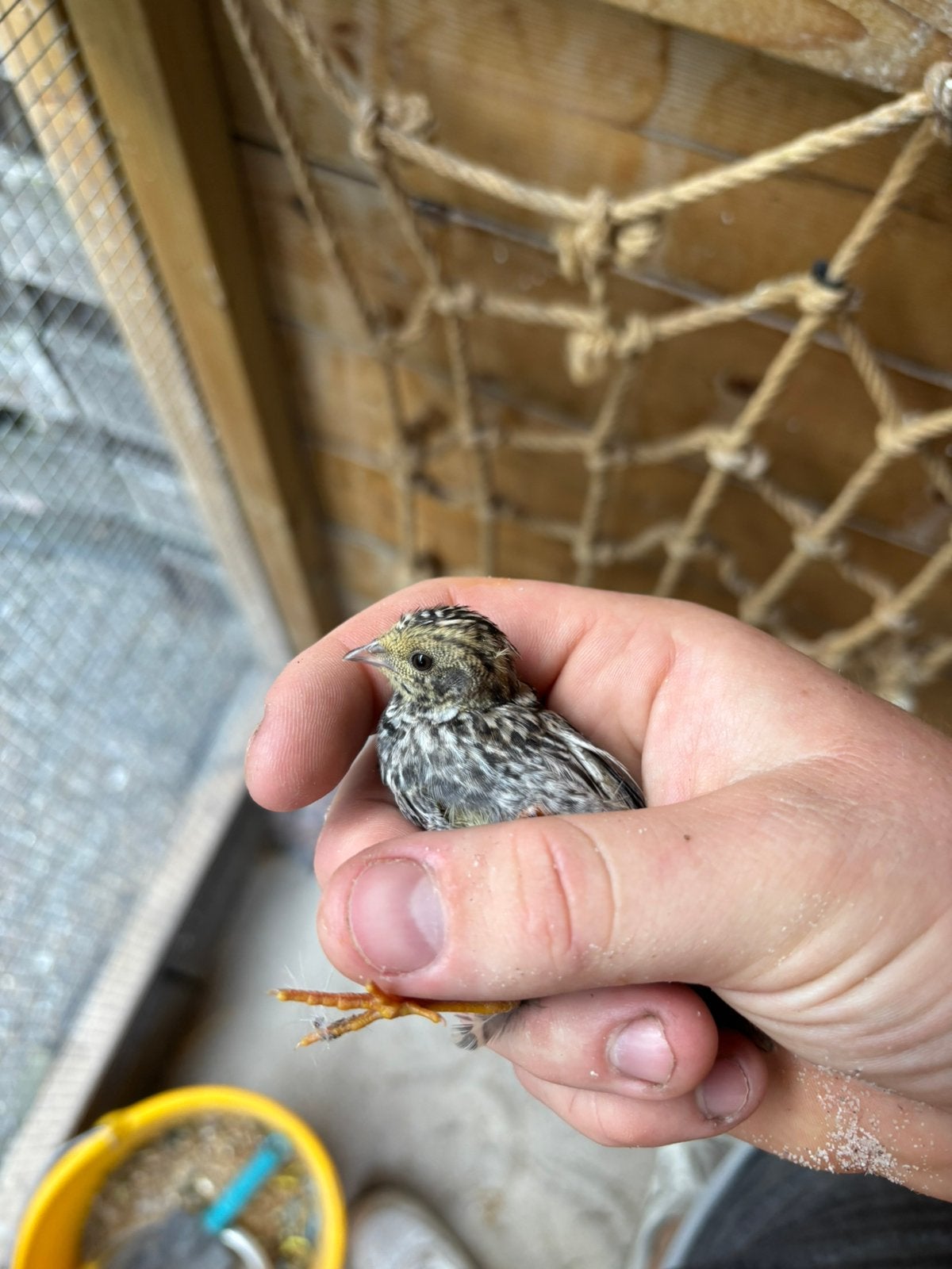 Chinese dwergkwartel hanen, Dieren en Toebehoren, Pluimvee, Mannelijk, Overige soorten