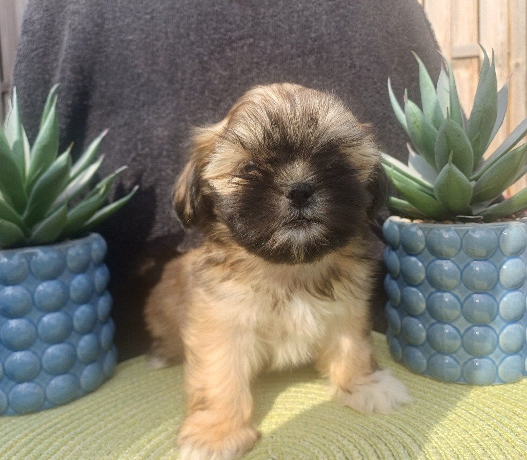 mooie boomerpups, Nederland, Parvo, Overige rassen, 8 tot 15 weken