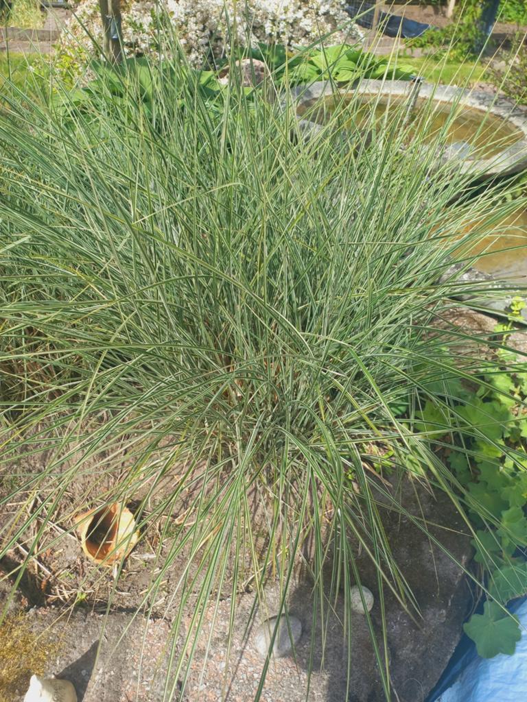 Chinees riet siergras - 10 stuks, tot 2m hoog, Ophalen, Volle zon, Vaste plant, Siergrassen