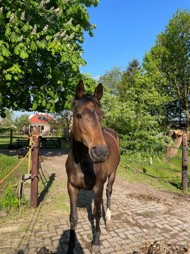 Merrie 14 jaar v. Christ Hannoveraan, Merrie, Springpaard, Met stamboom, 11 jaar of ouder