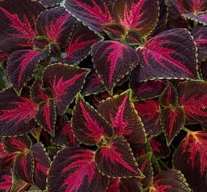 Stekjes van Coleus plant met opvallende rood-paarse bladeren, Overige soorten, Eenjarig, Ophalen of Verzenden, Halfschaduw