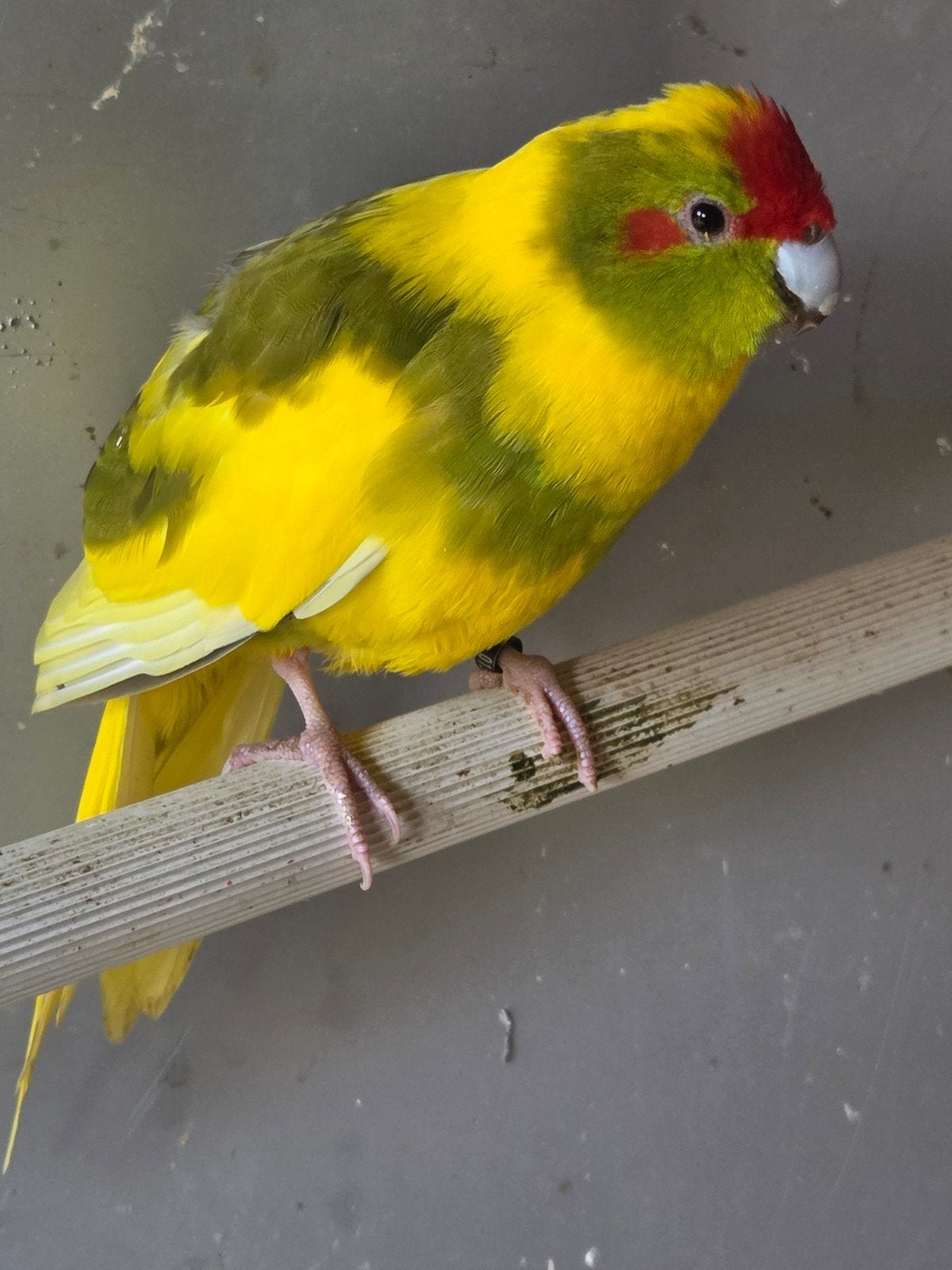 Cinnamon bonte man, Mannelijk, Parkiet