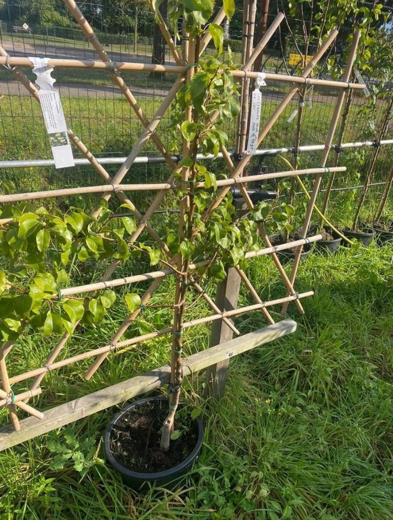 Fruit leibomen voor fruit uit eigen tuin, Ophalen of Verzenden, Lente, Volle zon, Overige soorten