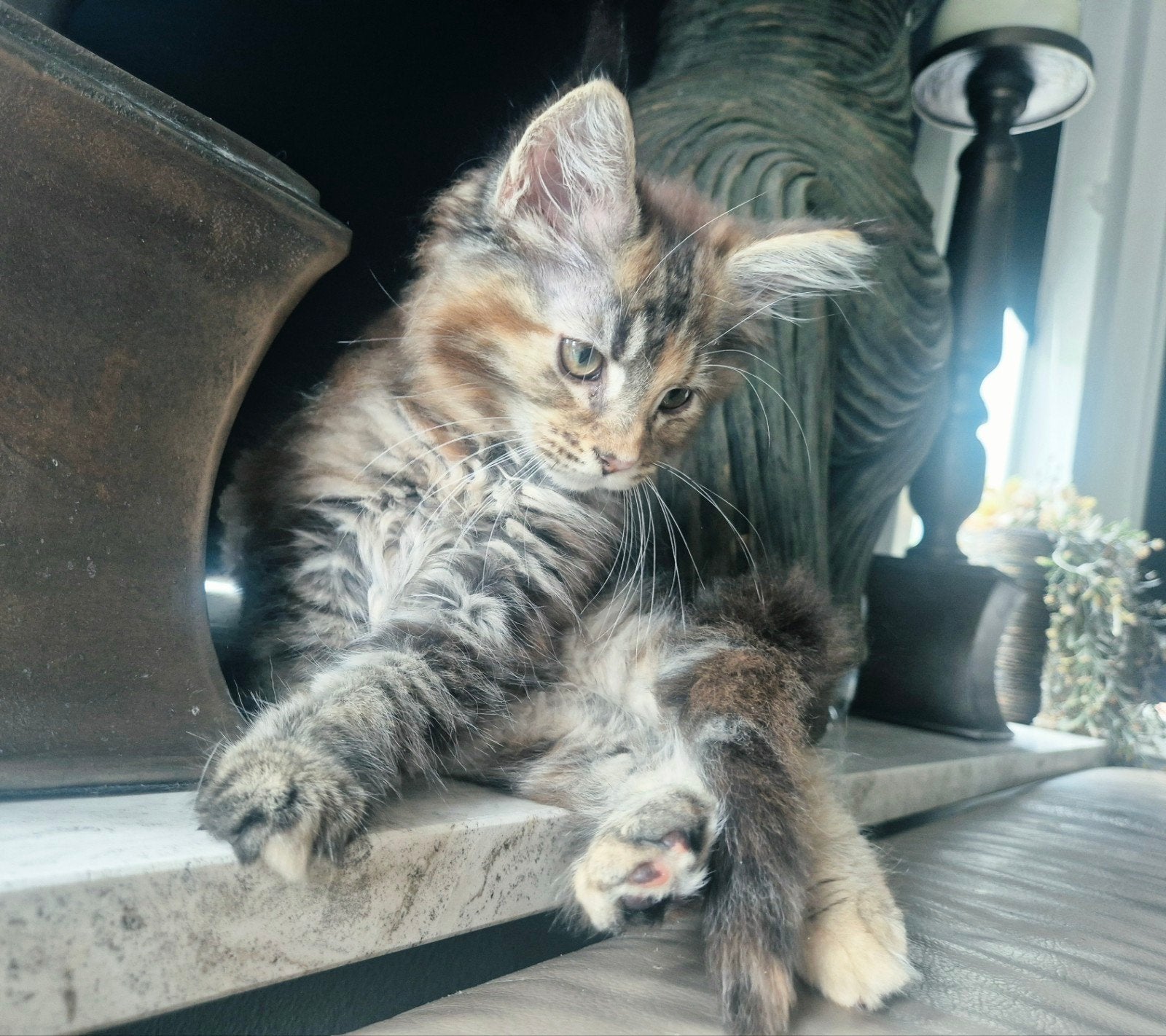 mainecoon  kittens maine coon poes kater, Meerdere dieren, Gechipt, 0 tot 2 jaar