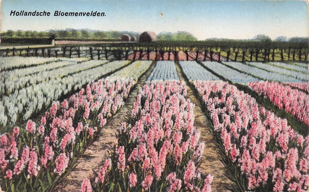 703-407-007 Hollandsche Bloemenvelden, Ophalen of Verzenden, Voor 1920, Noord-Holland