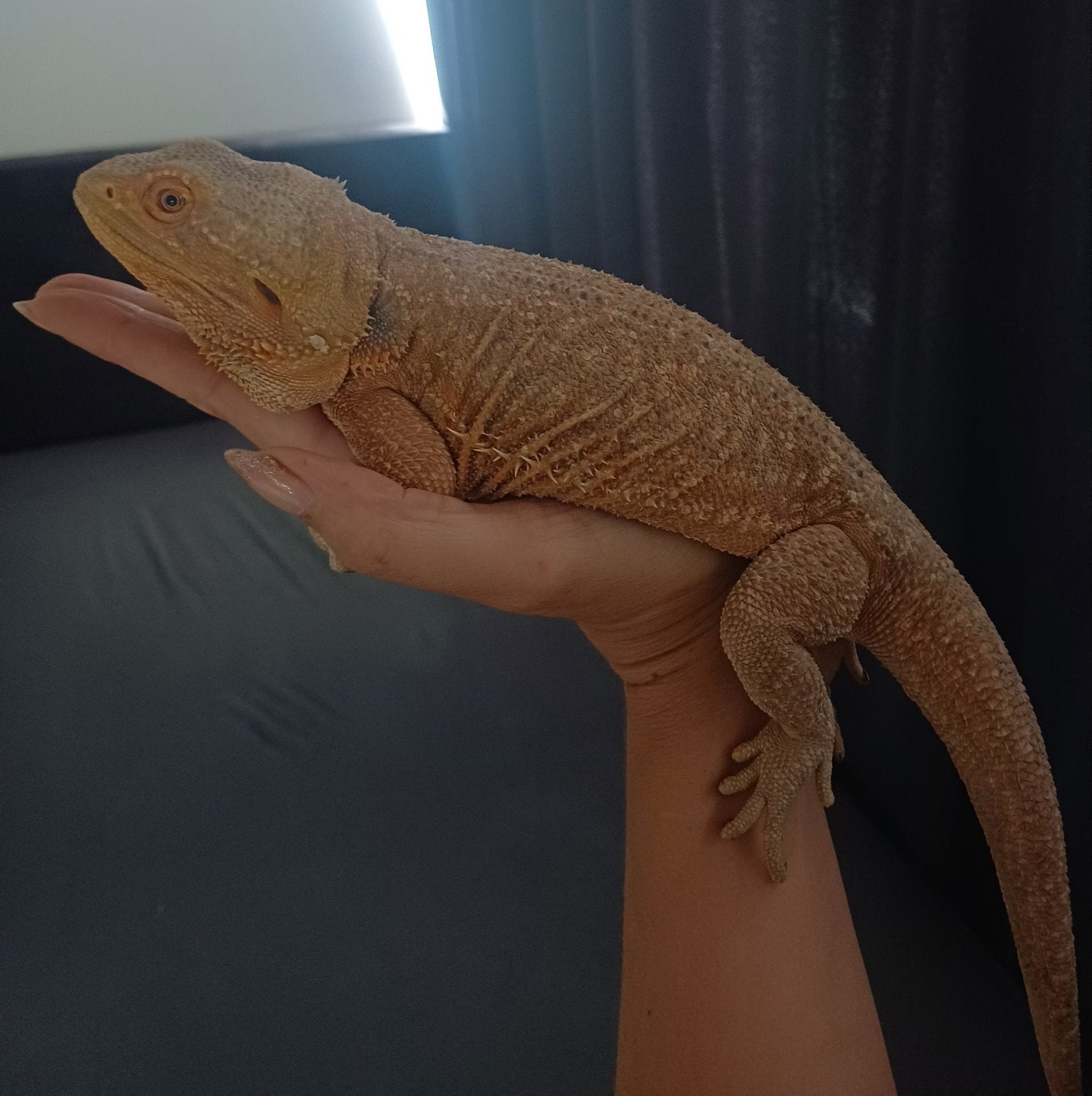 Dunner Leatherback het Witblits het Hypo / Trans Vrouw, Hagedis, Tam, 0 tot 2 jaar