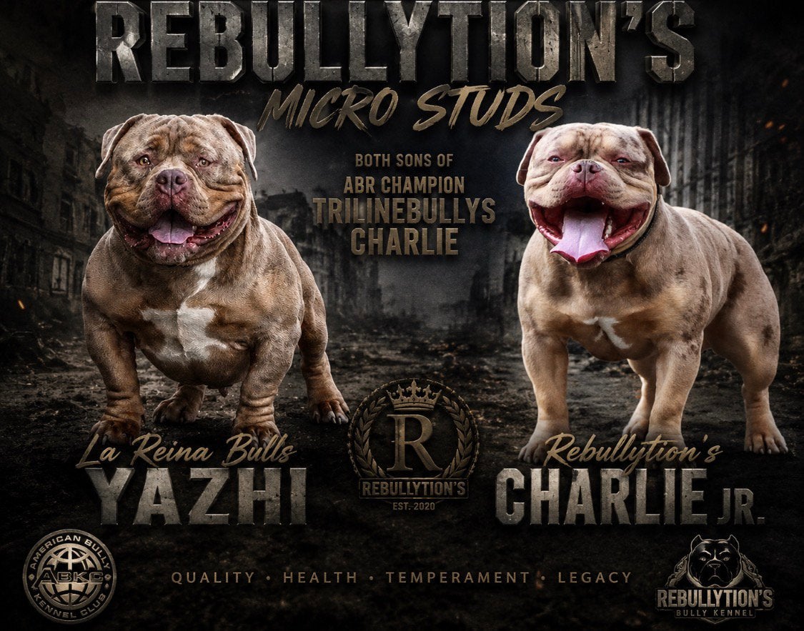 American Bully Micro merle trl Dekreuen Choco en Lilac, 1 tot 2 jaar, Parvo, Meerdere, Meerdere dieren