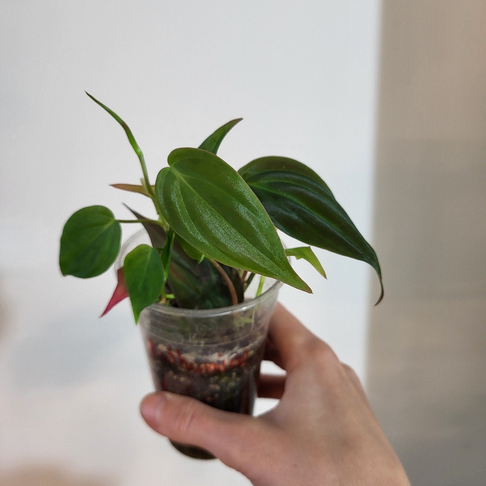 Philodendron micans, Huis en Inrichting, Kamerplanten, Ophalen of Verzenden, Halfschaduw, Minder dan 100 cm