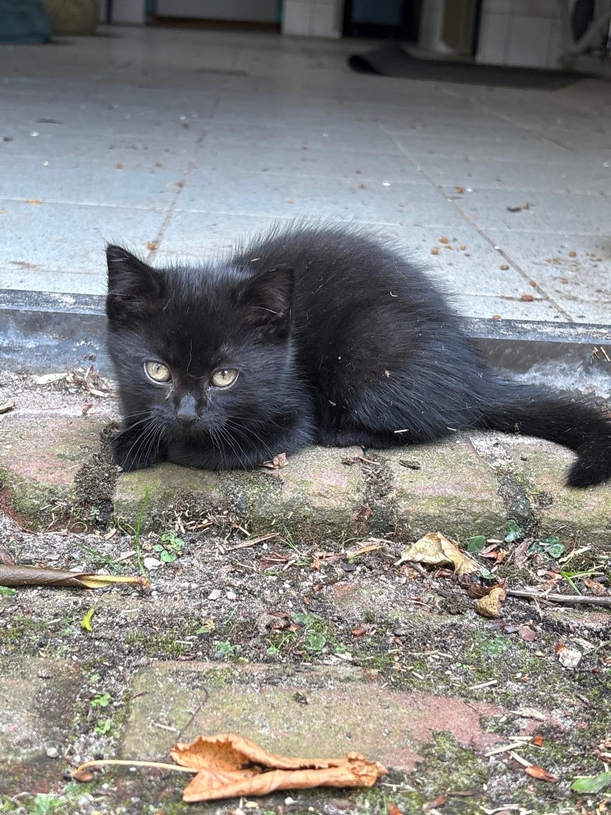 Boerderijkittens te koop, Meerdere dieren